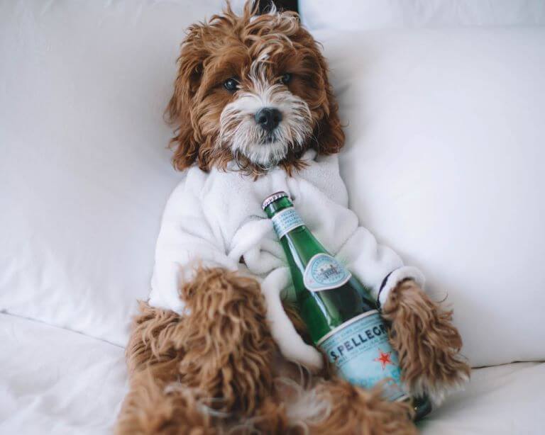 Dog with Pellegrino water in white robe relaxing for a trend article about pampered pets that reflect human lifestyle trends