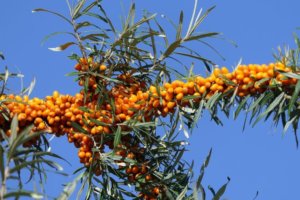 A blue background with Sea Buckthorn Berries aka Sea Berries for an ingredient article about beverages, skin and hair care products