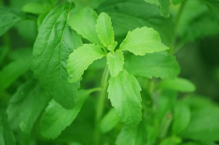 A close up of a Stevia plant with leaves for an ingredient article about alternative sweeteners and sugar substitutes in beverages, chewing gum and lip balm