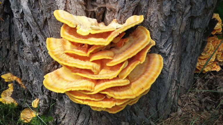 A yellow reishi mushroom for an ingredient trend article about adaptogens in functional food and beverages