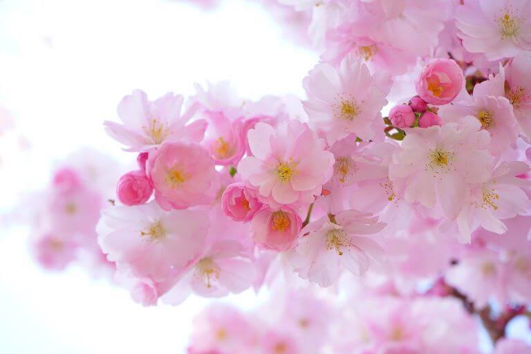Cherry Blossom aka Sakura and cherry flavors are in season