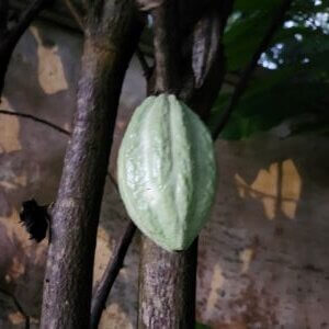 Fresh Cocoa Hanging